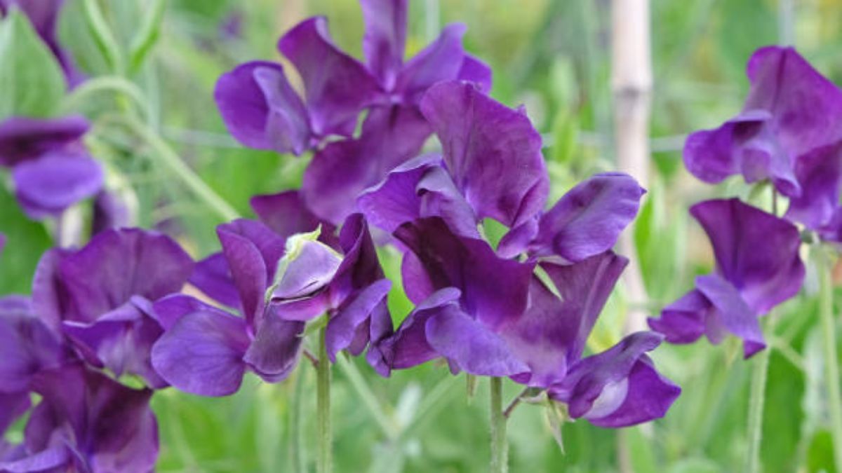 Esta planta supera a la lavanda.