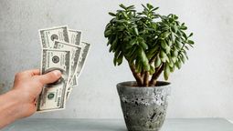 Adiós árbol de Jade, esta es la flor que atrae dinero a tu casa