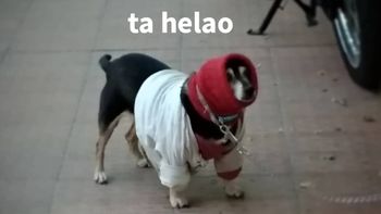 El perro mendocino que sorprende con su curioso look para pasar el frío
