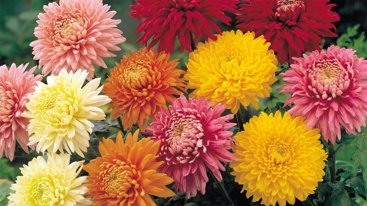 Los crisantemos vienen de diferentes colores. Imagen de archivo. Los crisantemos vienen de diferentes colores. Imagen de archivo.