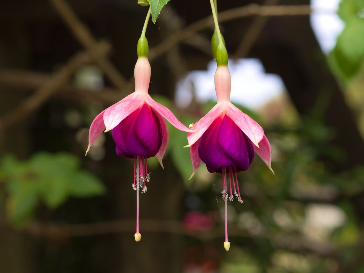 La planta de flores colgantes que es ideal para que tu balcón se convierta en un paraíso