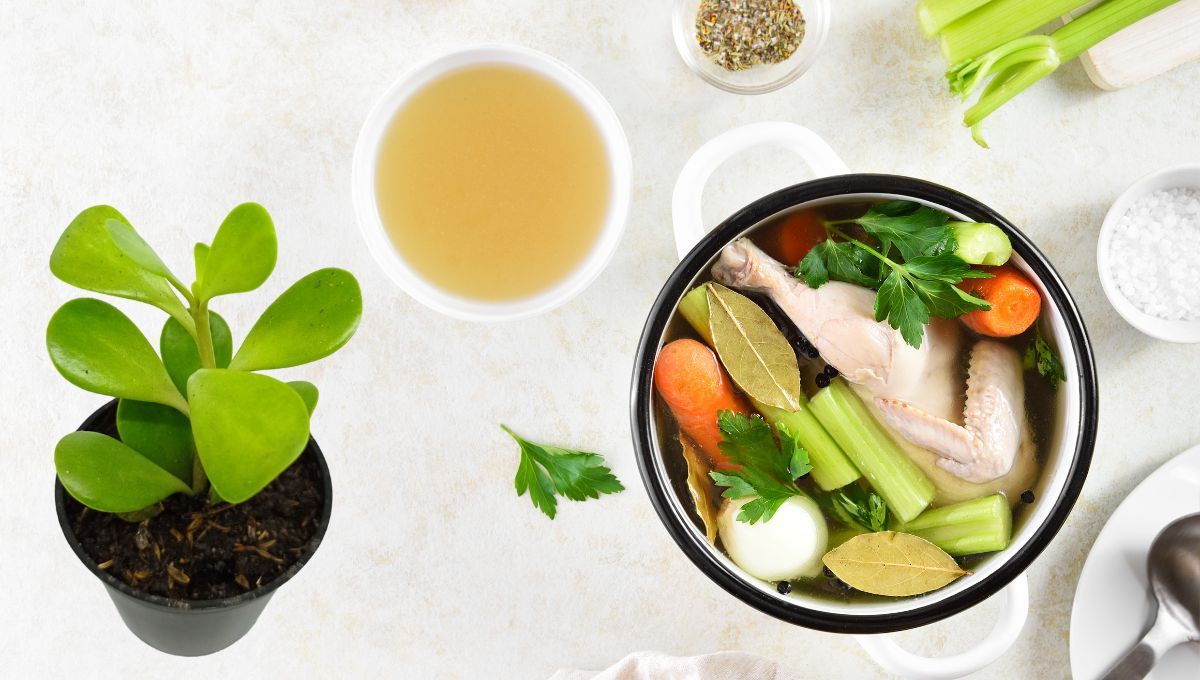 Qué sucede si le colocas caldo de verduras a tu árbol de Jade