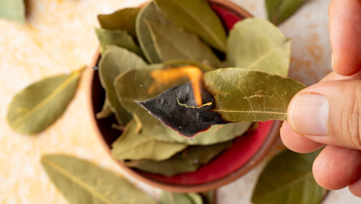 Feng Shui: qué sucede si junto laurel con azúcar