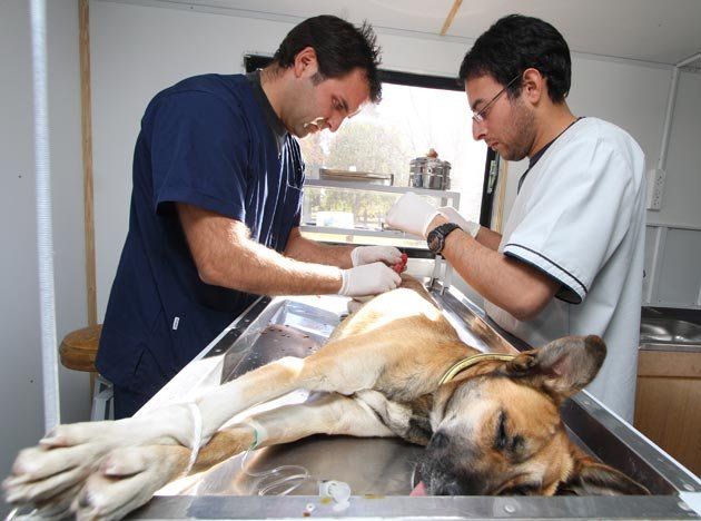 Comenzaron a castrar perras con el Quirófano Móvil Veterinario
