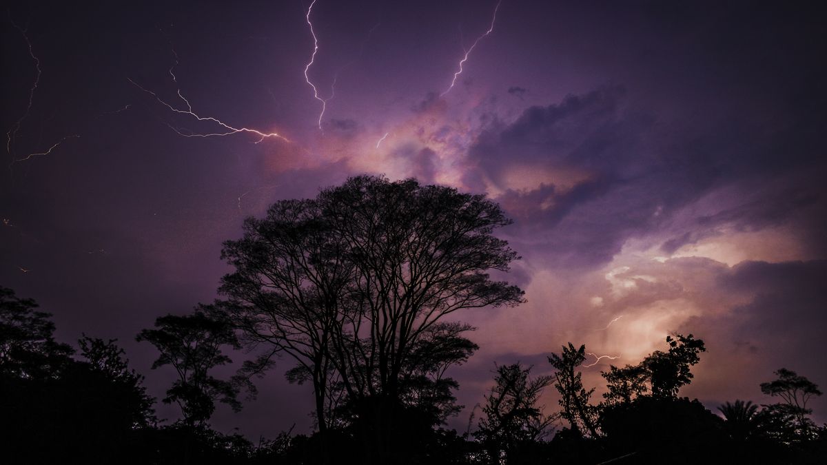 Cómo hace el árbol Choibá para beneficiarse de los rayos que impactan en él Cómo hace el árbol Choibá para beneficiarse de los rayos que impactan en él
