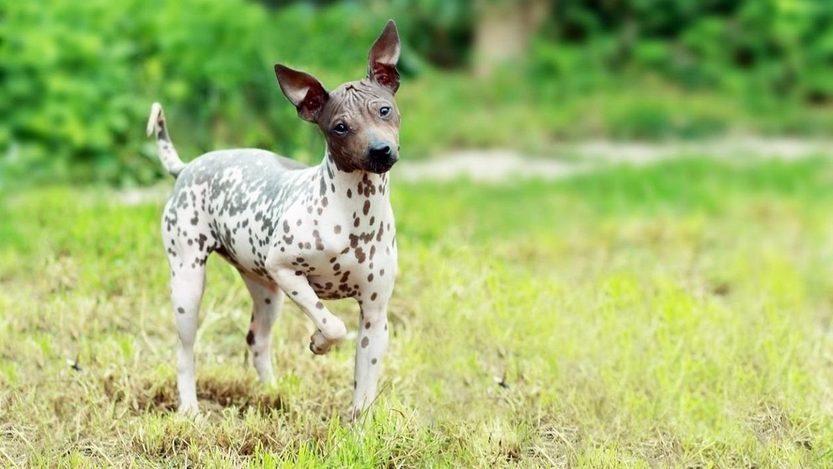 El Terrier americano sin pelo es muy juguetón