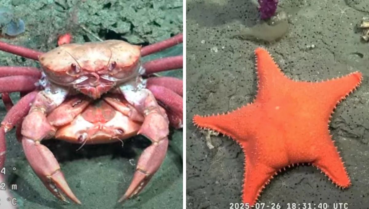 Qué animal del vivo del CONICET eres
