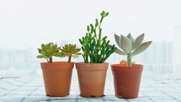 Tener 3 plantas juntas y no apartadas: un consejo de la jardinería que muchos desconocen
