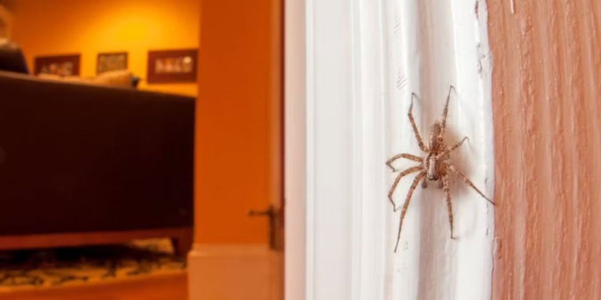 Las arañas pueden sorprender a cualquiera dentro de la casa. Las arañas pueden sorprender a cualquiera dentro de la casa.