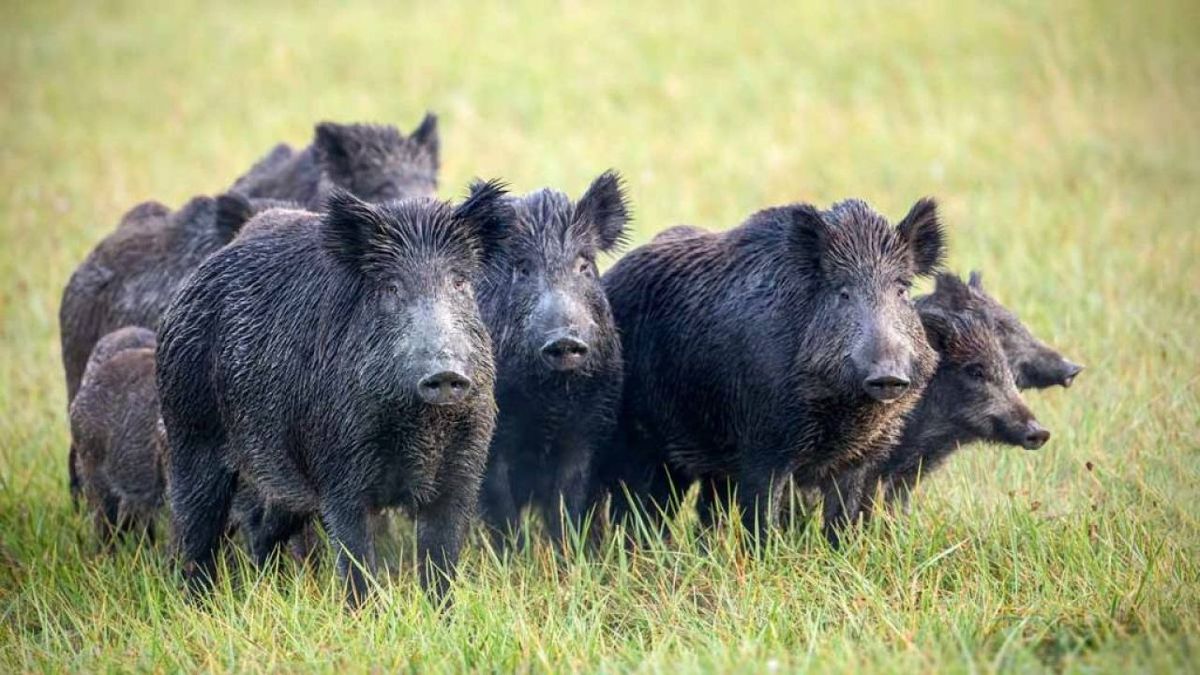 Un depredador silencioso: la peligrosa plaga que invade la Patagonia y fue furor en Mendoza