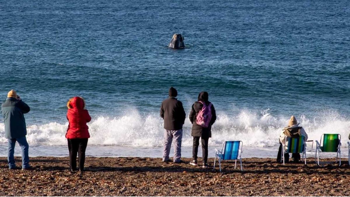 Las Canteras está habilitada entre diciembrey marzo prque entre abril a noviembre pasan la vida las ballenas Franca Austral Las Canteras está habilitada entre diciembrey marzo prque entre abril a noviembre pasan la vida las ballenas Franca Austral