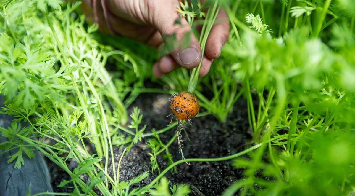 El chef busca tener cultivos de primer nivel en Florida. El chef busca tener cultivos de primer nivel en Florida.