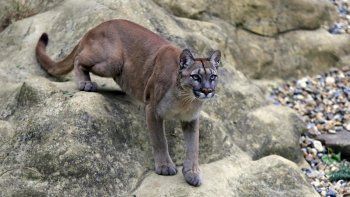 Sacrificaron a tres pumas en Arizona después de que comieran restos humanos