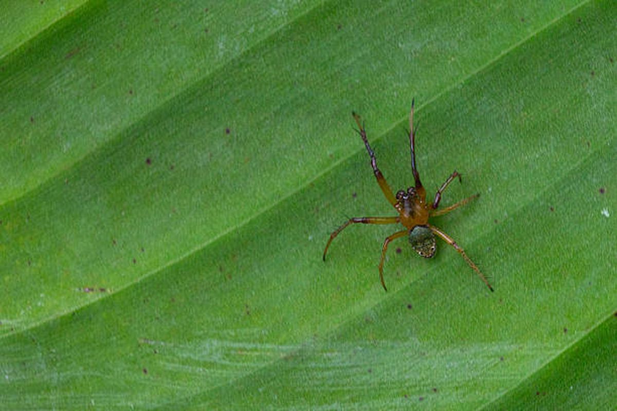 El repelente casero que le pone fin a la presencia de arañas en casa. El repelente casero que le pone fin a la presencia de arañas en casa.