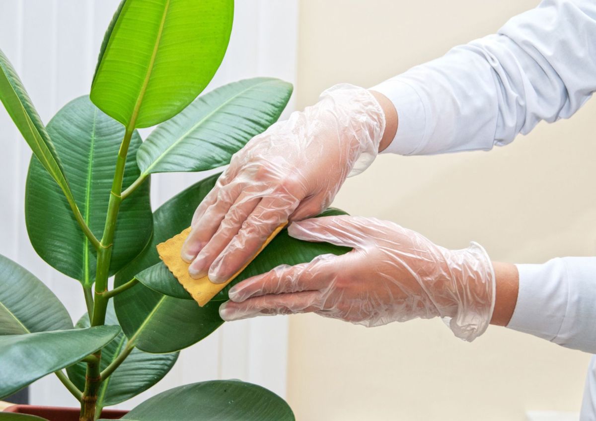 Tres pasos seimples para limpiar tus plantas de interior