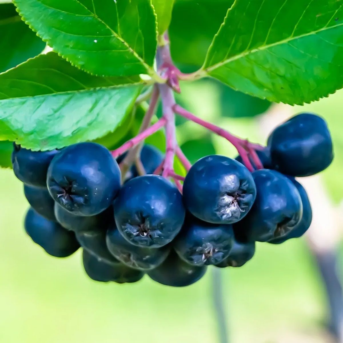 El chokeberry es una baya de color negro o rojo.