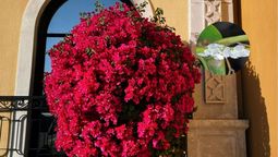 Si tu planta de buganvilla se llena de cochinilla, sigue las recomendaciones de los expertos de jardinería. Si tu planta de buganvilla se llena de cochinilla, sigue las recomendaciones de los expertos de jardinería.