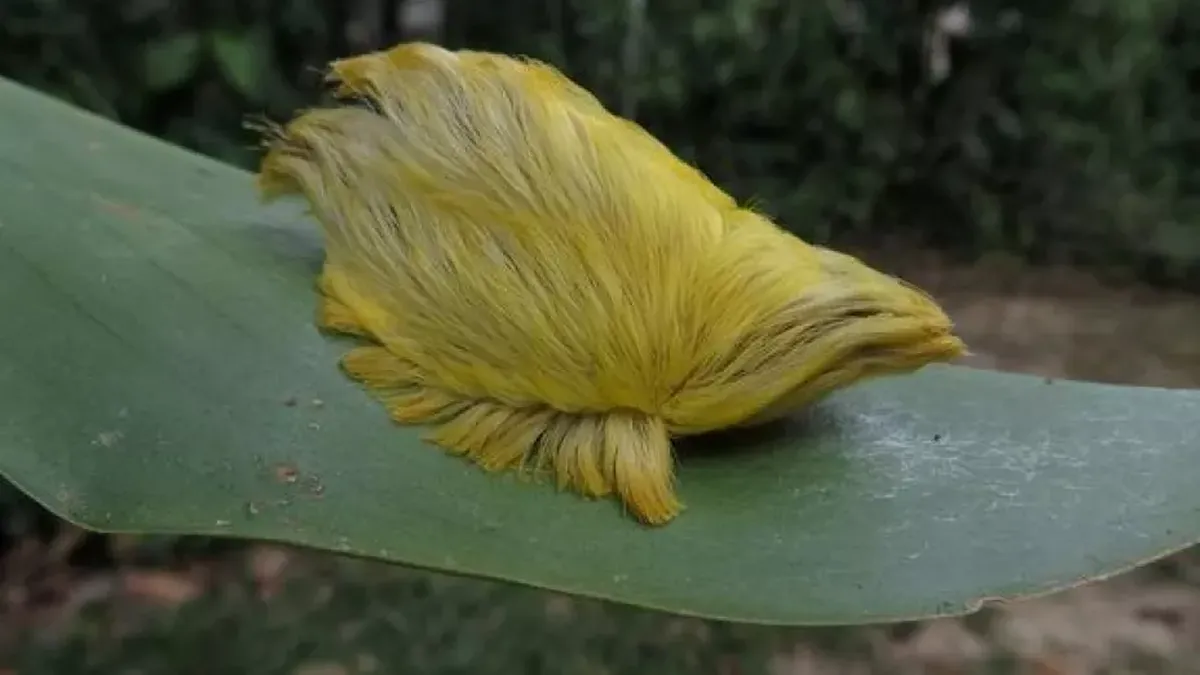 La oruga peluche es venenosa, y no hay antídoto. La oruga peluche es venenosa, y no hay antídoto.