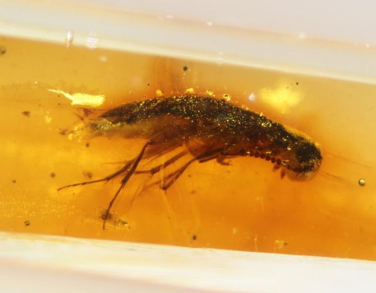 El ámbar preservó flora y fauna de hace millones de años de manera intacta.