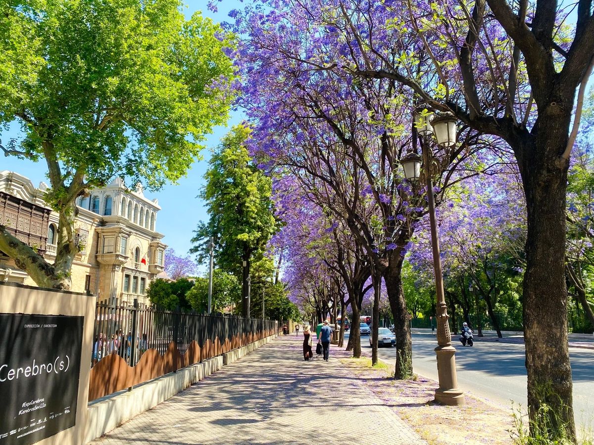 Con este árbol, las calles se tiñen de lila en primavera. Imagen: Freepik. Con este árbol, las calles se tiñen de lila en primavera. Imagen: Freepik.