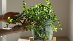 Esta planta es fácil de cuidar y trepa muros, pérgolas y enrejados. Esta planta es fácil de cuidar y trepa muros, pérgolas y enrejados.