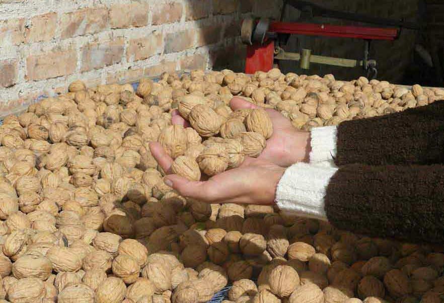 Las nueces no engordan y hacen bien al colesterol