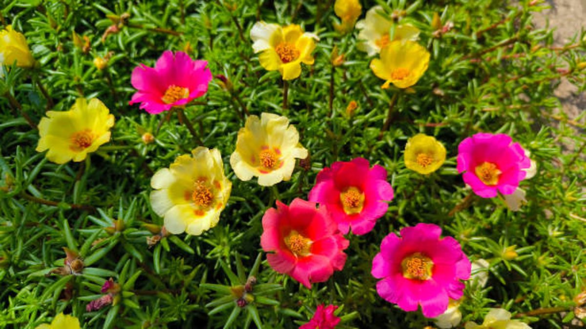 Portulaca. Portulaca.
