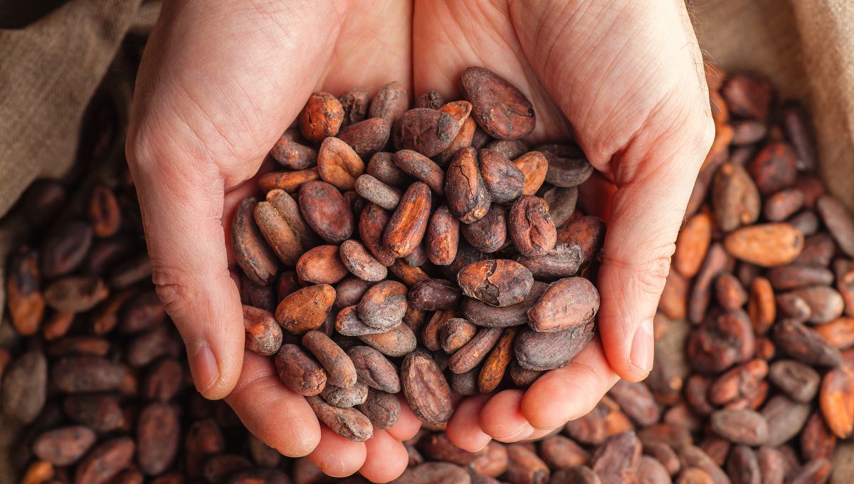 Cacao al natural, semilla para la creación del chocolate Cacao al natural, semilla para la creación del chocolate