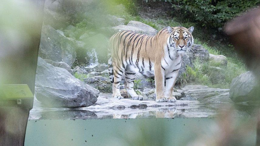 Un tigre mató a su cuidadora en un zoológico frente a un grupo de visitantes