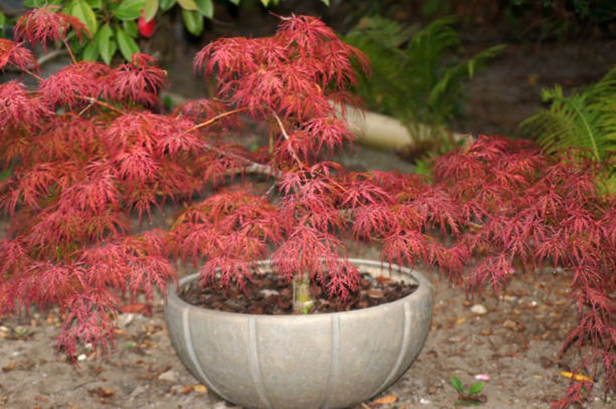 El arce japonés es uno de los árboles ideales para espacios pequeños. El arce japonés es uno de los árboles ideales para espacios pequeños.