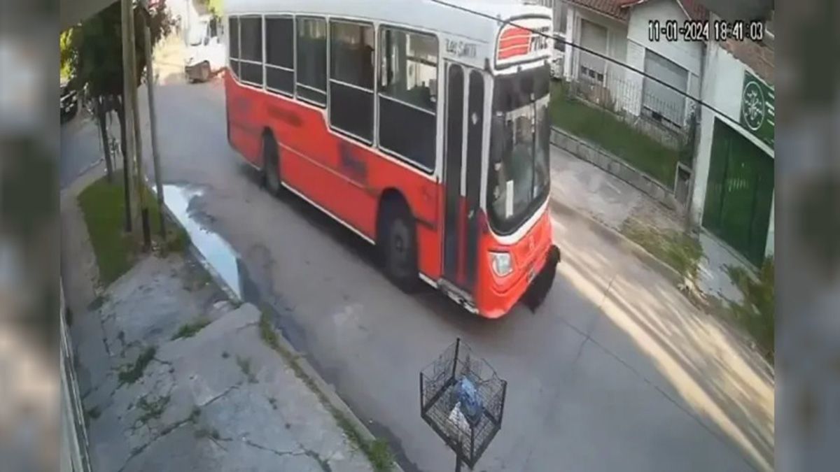 Javier Milei pidió buscar a un conductor que mató un perro: qué le respondió la ministra Bullrich