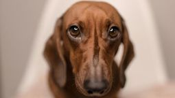 Trucos caseros para evitar que los perros hagan sus necesidades dentro del hogar.