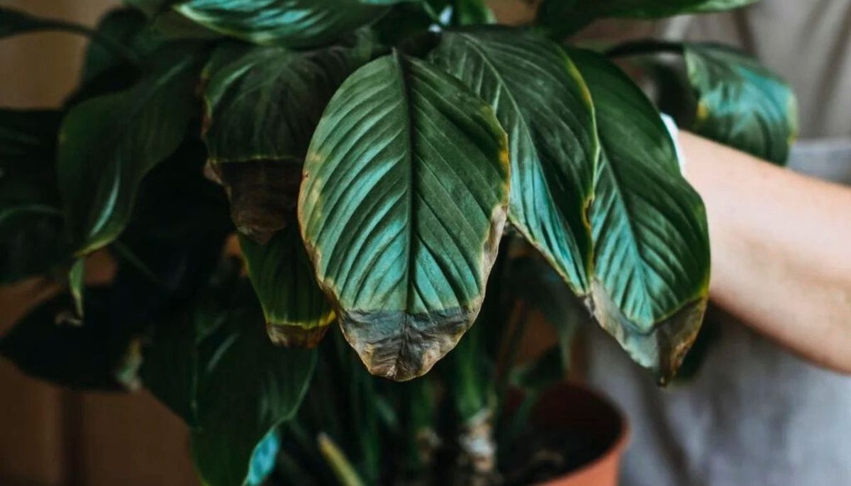 Si tienes esta planta y notas las hojas marchitas
