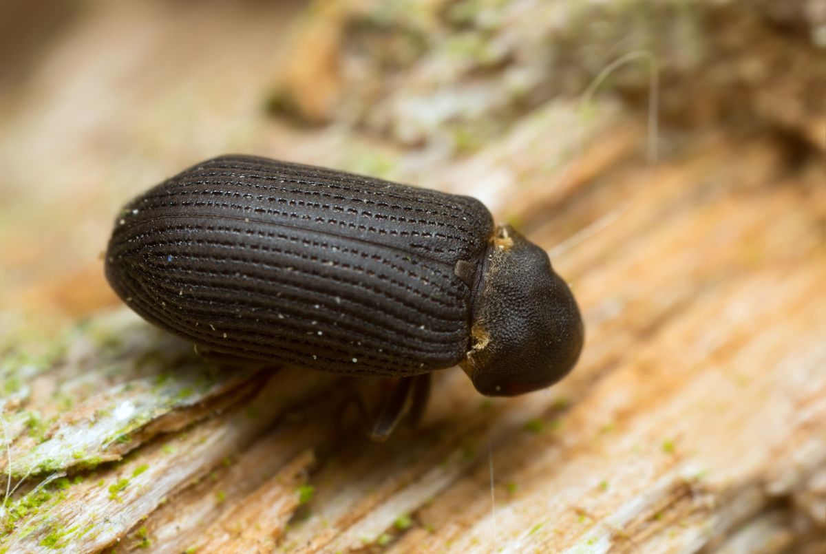 Insectos dañinos y peligrosos para el hogar