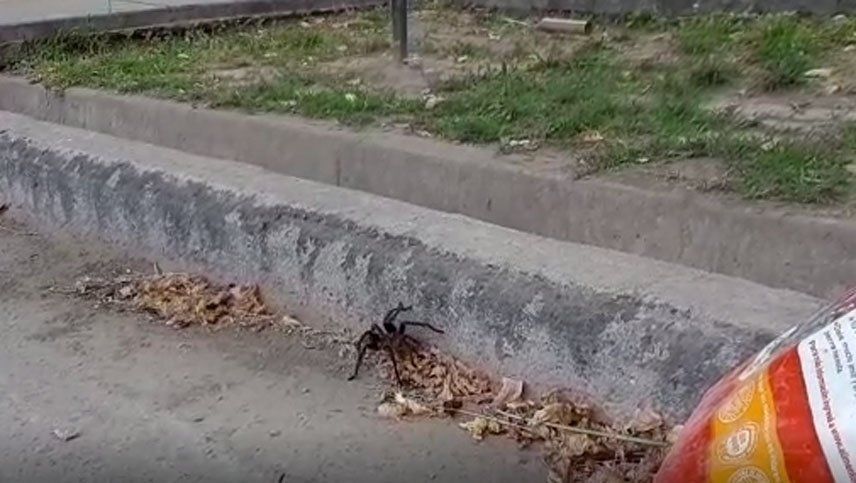 Video: la araña gigante que causó pánico en el Valle de Uco