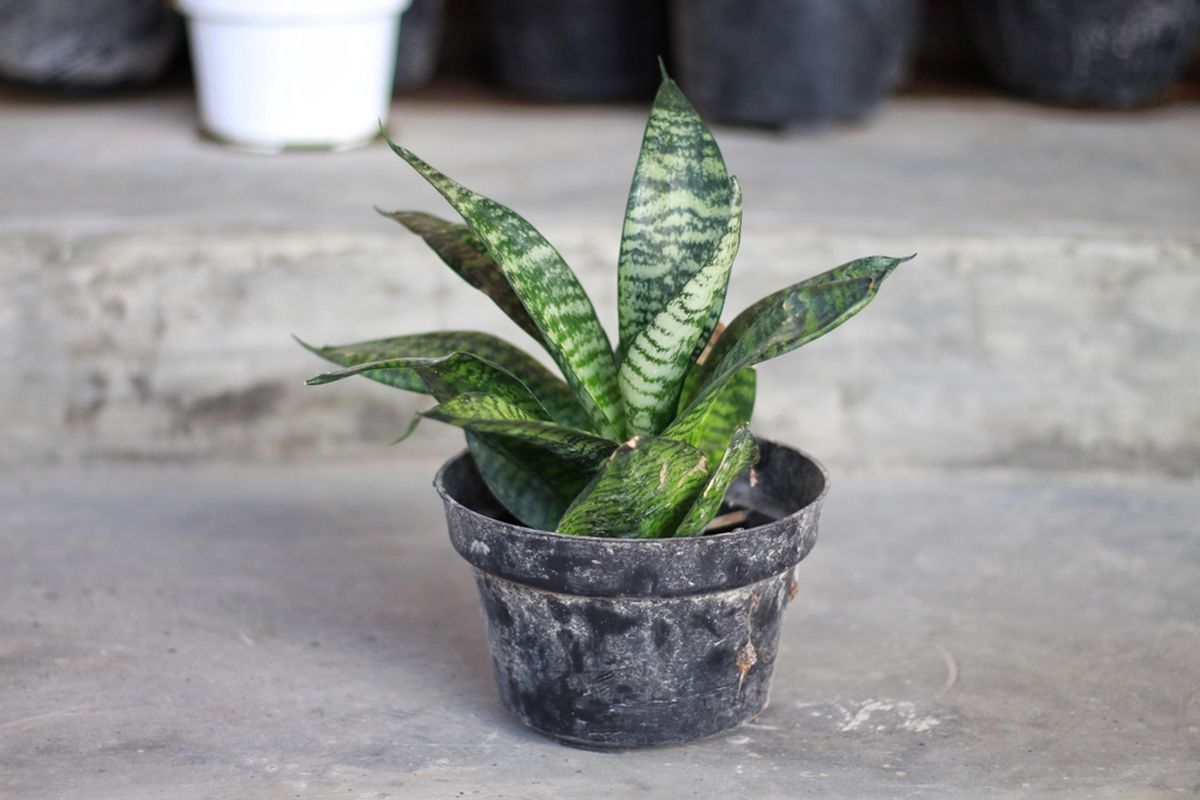 La pequeña sansevieria no exige cuidados de jardinería complejos. La pequeña sansevieria no exige cuidados de jardinería complejos.