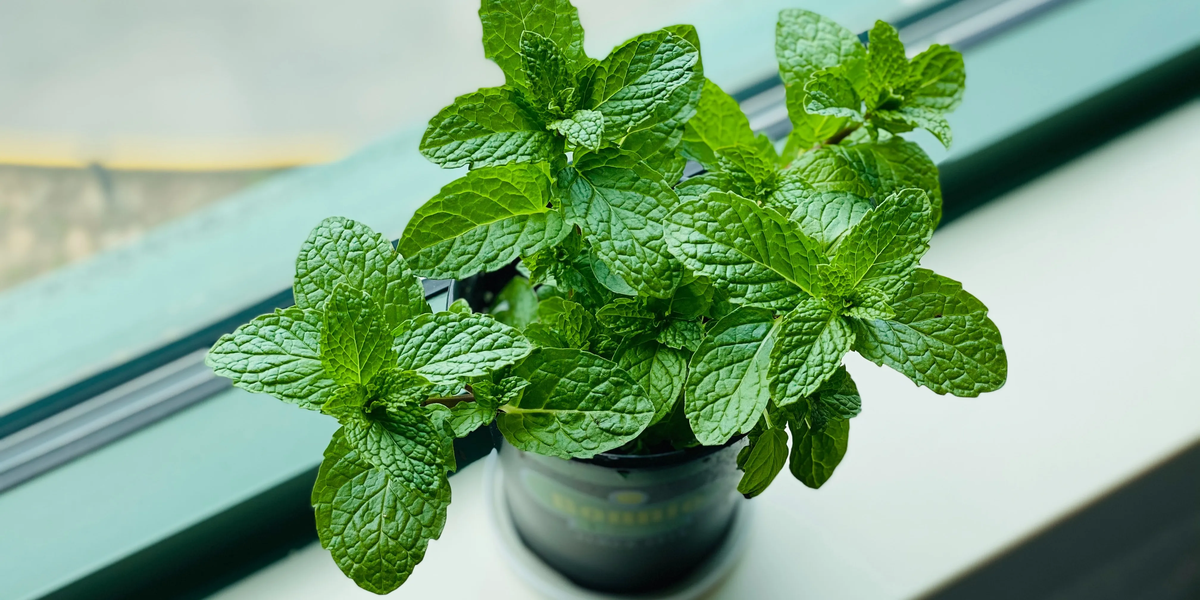 Tener una planta de menta en la habitación ayudará a combatir chinches. Tener una planta de menta en la habitación ayudará a combatir chinches.