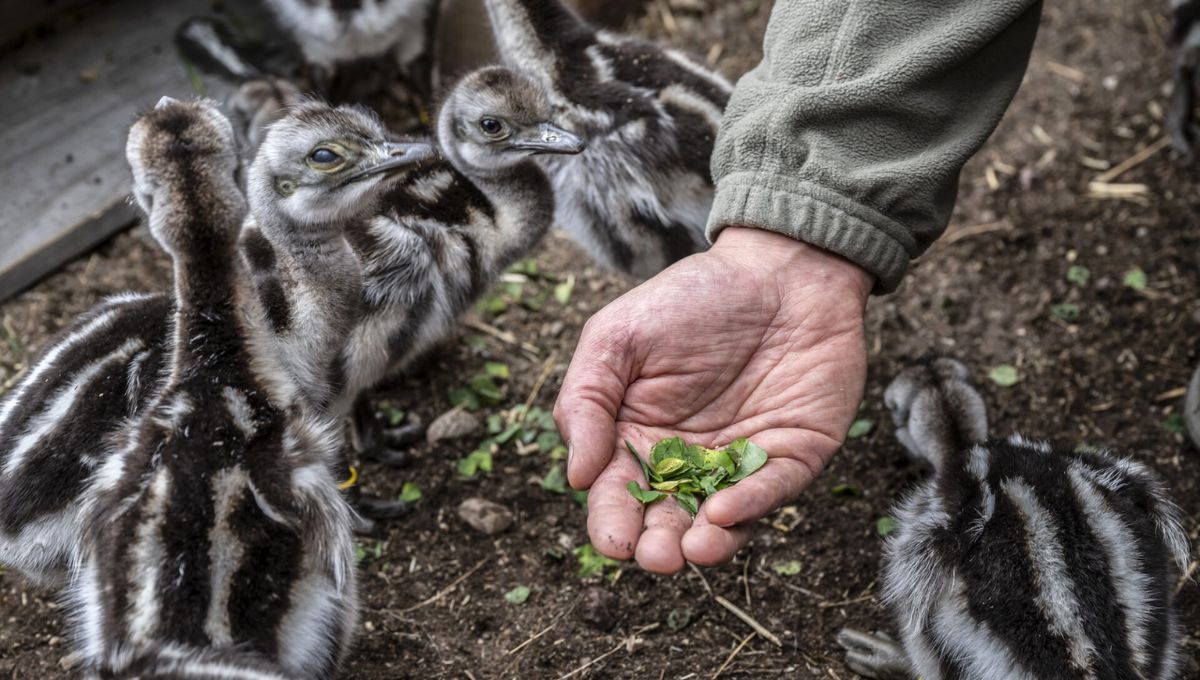 En Argentina, las autoridades definen a esta especie como amenazada Foto: Rewilding Chile