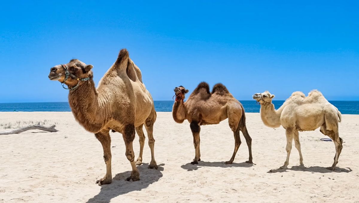 No es el caballo: el animal que utilizaban los ejércitos y que bebe 40 litros de agua en solo 15 minutos