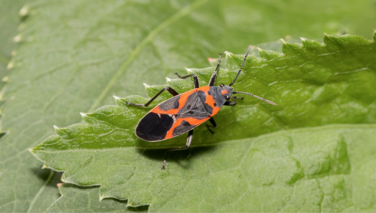 Si ves el chinche del Arce en tu casa o cerca, te contamos qué significa y por qué hay que prestarle atención