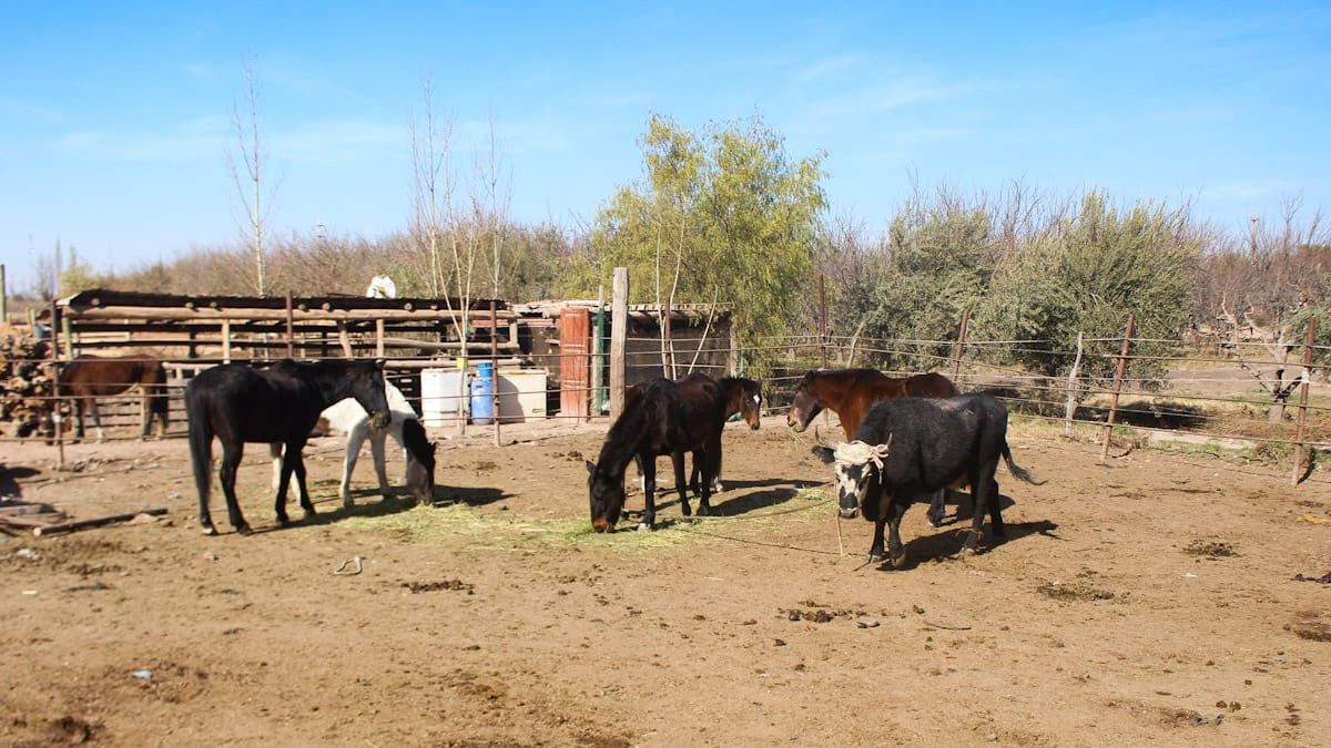 Mientras tanto, la vaca cachuda quedó asegurada en un corral de Rodeo del Medio, en Maipú, donde comparte espacio con caballos. Mientras tanto, la vaca cachuda quedó asegurada en un corral de Rodeo del Medio, en Maipú, donde comparte espacio con caballos.