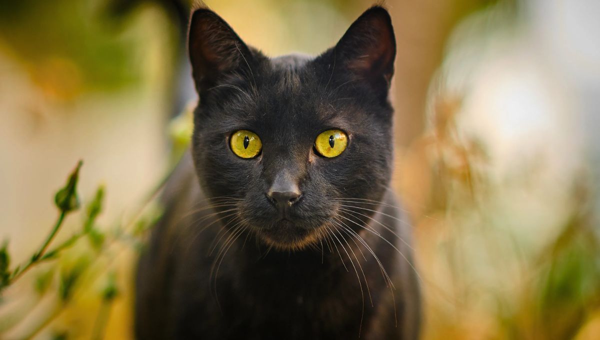 Qué significa ver un gato negro en un cementerio