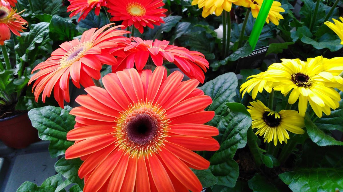 Gerberas, una planta ideal para regalar el Día de la Madre. Gerberas, una planta ideal para regalar el Día de la Madre.