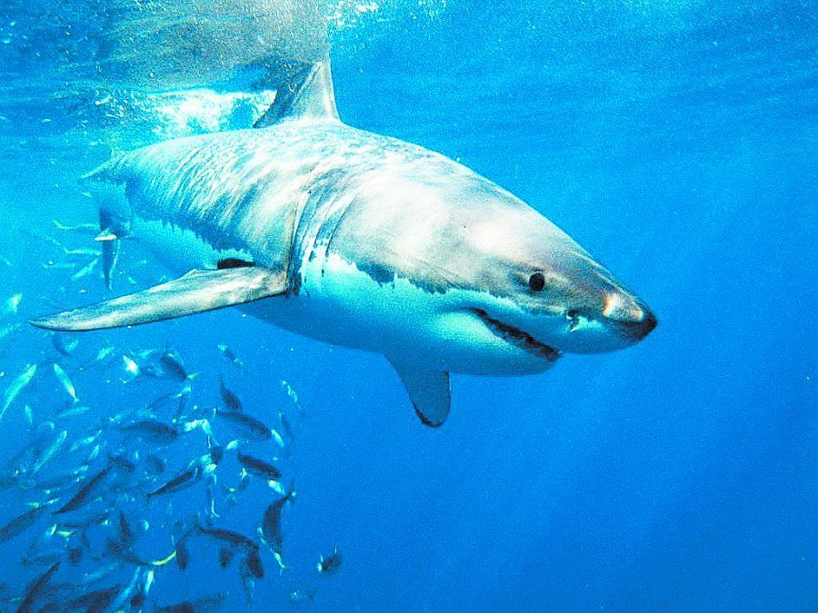 En 2015 hubo un récord en ataques de tiburones a nivel mundial.