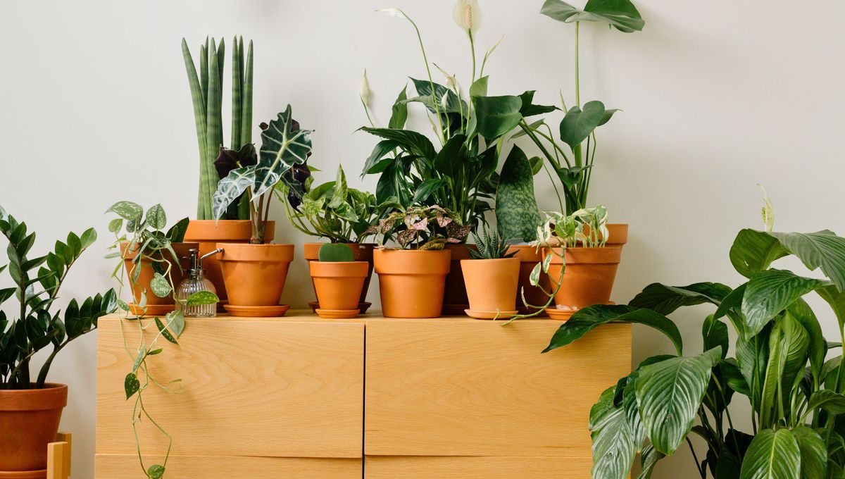 Muchas plantas compiten por los recursos. Muchas plantas compiten por los recursos.