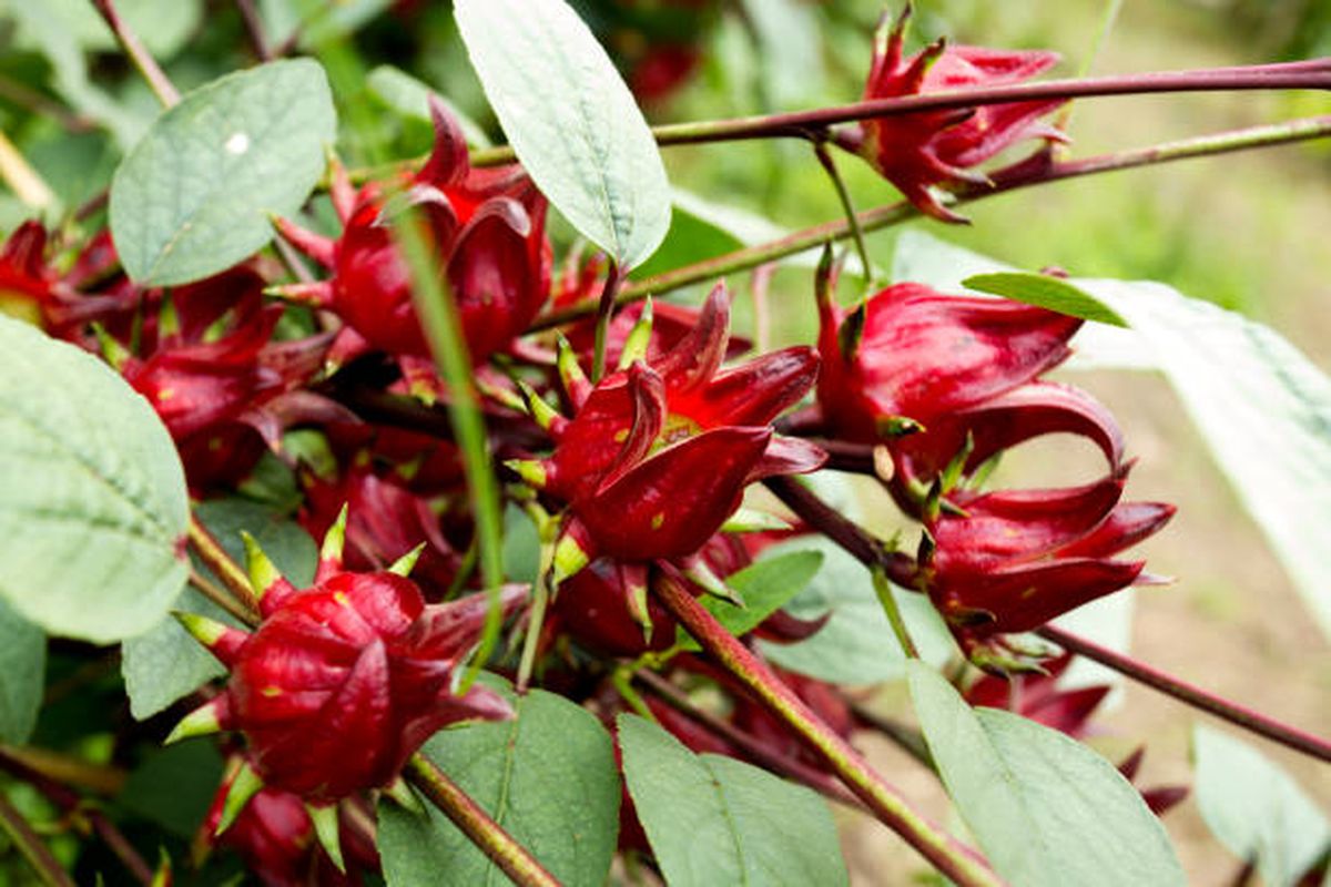 Esta es la planta que llega para destronar a la lavanda. Esta es la planta que llega para destronar a la lavanda.