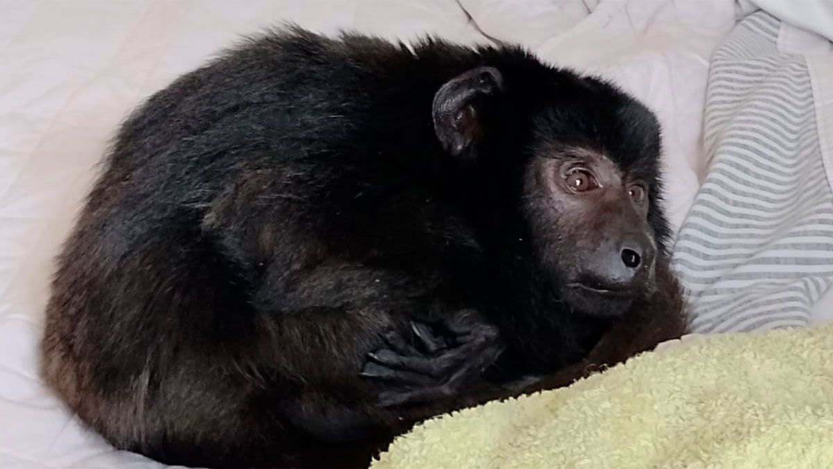 El mono Auloatta Carayá negro presentaba una incapacidad motora de los cuatro miembros que le impedía caminar.