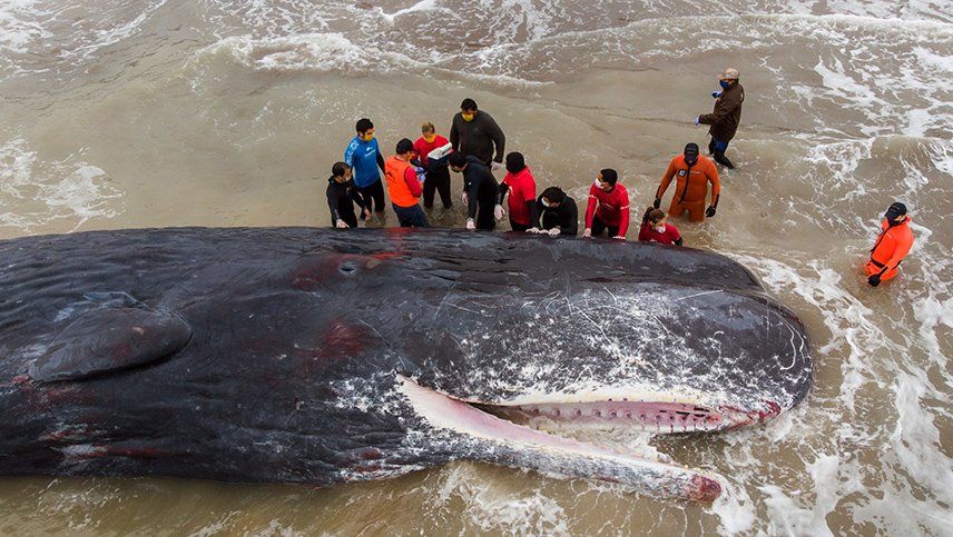 Un enorme cachalote murió al quedar varado en la costa de Santa Clara del Mar