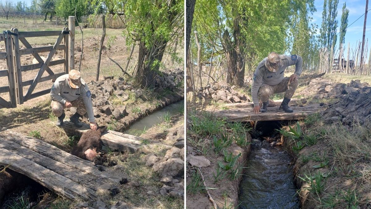 La Policía Rural trabajó en el lugar donde encontraron a la burra Lola en San Carlos. La Policía Rural trabajó en el lugar donde encontraron a la burra Lola en San Carlos.