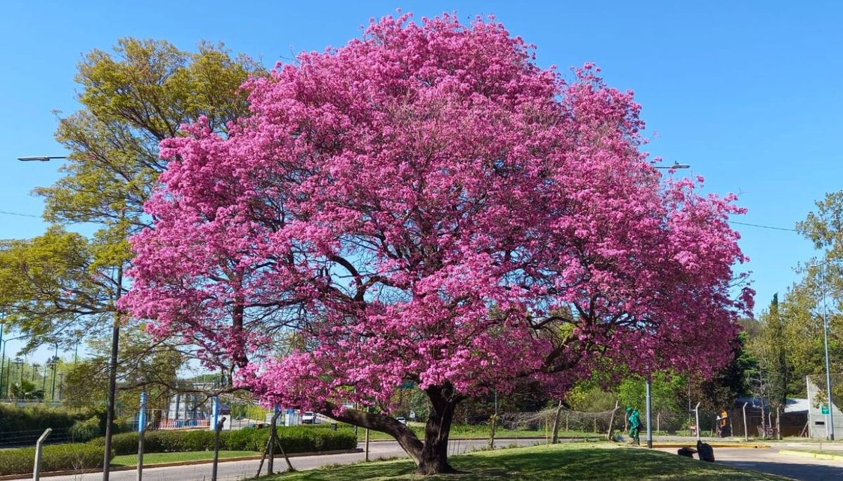 Consigue el jardín de tus sueños con el árbol que se convierte en una nube rosa